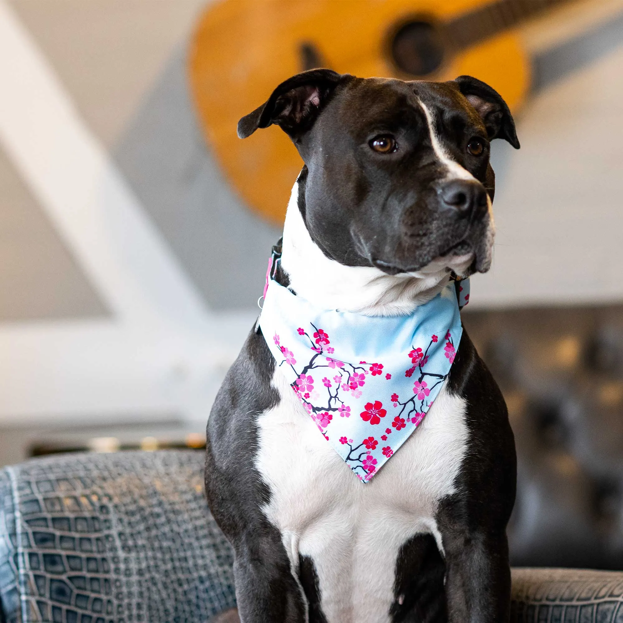 Max & Molly Cherry Bloom Bandana Large***